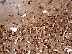 Invitrogen EEF1D Monoclonal Antibody (OTI6B3) 100 &mu;L; Unconjugated:Antibodies,
