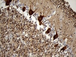 Invitrogen EEF1D Monoclonal Antibody (OTI6B3) 100 &mu;L; Unconjugated:Antibodies,