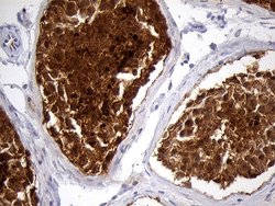 Invitrogen EEF1D Monoclonal Antibody (OTI6B3) 100 &mu;L; Unconjugated:Antibodies,