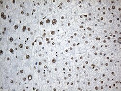 Invitrogen RNF12 Monoclonal Antibody (OTI2D7) 100 &mu;L; Unconjugated:Antibodies,