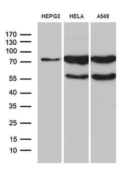 Invitrogen RNF12 Monoclonal Antibody (OTI2D7) 100 &mu;L; Unconjugated:Antibodies,