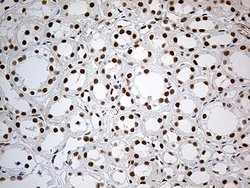 Invitrogen IRF2BP1 Monoclonal Antibody (OTI1H9) 100 &mu;L; Unconjugated:Antibodies,
