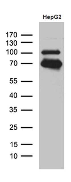 Invitrogen IRF2BP1 Monoclonal Antibody (OTI1H9) 100 &mu;L; Unconjugated:Antibodies,