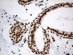 Invitrogen IRF2BP1 Monoclonal Antibody (OTI3A6) 100 &mu;L; Unconjugated:Antibodies,