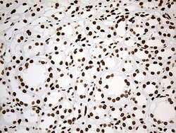 Invitrogen IRF2BP1 Monoclonal Antibody (OTI3A6) 100 &mu;L; Unconjugated:Antibodies,