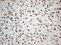 Invitrogen IRF2BP1 Monoclonal Antibody (OTI3A6) 100 &mu;L; Unconjugated:Antibodies,