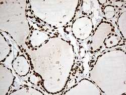 Invitrogen IRF2BP1 Monoclonal Antibody (OTI3A6) 100 &mu;L; Unconjugated:Antibodies,