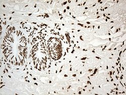 Invitrogen IRF2BP1 Monoclonal Antibody (OTI3A6) 100 &mu;L; Unconjugated:Antibodies,