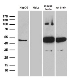 Invitrogen HOMER1 Monoclonal Antibody (OTI7G10) 100 &mu;L; Unconjugated:Antibodies,