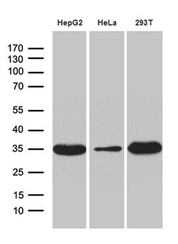 Invitrogen PYCR1 Monoclonal Antibody (OTI4F2) 100 &mu;L | Buy Online | Invitrogen&trade; | Fisher Scientific