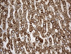 Invitrogen ACADM Monoclonal Antibody (OTI9G10) 100 &mu;L; Unconjugated:Antibodies,