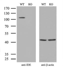 Invitrogen IDE Monoclonal Antibody (OTI4E5) 100 &mu;L; Unconjugated:Antibodies,