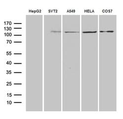 Invitrogen IDE Monoclonal Antibody (OTI4E5) 100 &mu;L; Unconjugated:Antibodies,