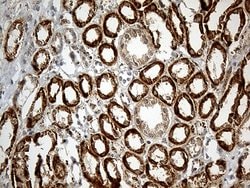 Invitrogen ATP5I Monoclonal Antibody (OTI1E6) 100 &mu;L; Unconjugated:Antibodies,
