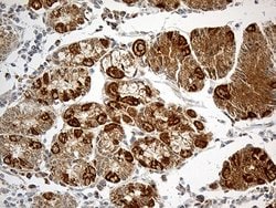 Invitrogen ATP5I Monoclonal Antibody (OTI1E6) 100 &mu;L; Unconjugated:Antibodies,