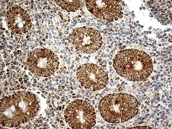 Invitrogen ATP5I Monoclonal Antibody (OTI1E6) 100 &mu;L; Unconjugated:Antibodies,