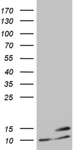 Invitrogen ATP5I Monoclonal Antibody (OTI1E6) 100 &mu;L; Unconjugated:Antibodies,