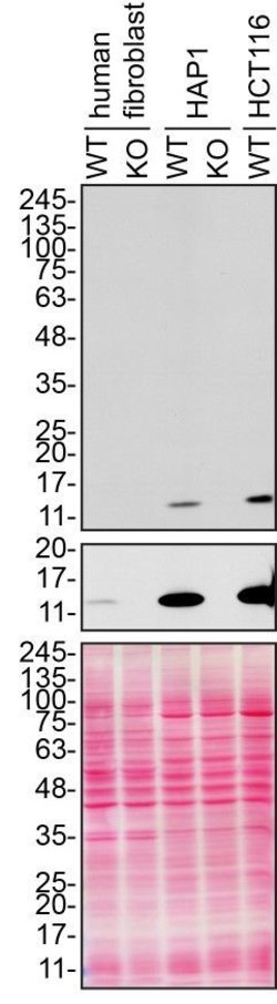 Invitrogen CHCHD10 Monoclonal Antibody (OTI4C12) 100 &mu;L | Buy Online | Invitrogen&trade; | Fisher Scientific