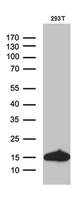 Invitrogen CHCHD10 Monoclonal Antibody (OTI4C12) 100 &mu;L | Buy Online | Invitrogen&trade; | Fisher Scientific