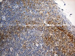 Invitrogen RPL7A Monoclonal Antibody (OTI4D5) 100 &mu;L | Buy Online | Invitrogen&trade; | Fisher Scientific