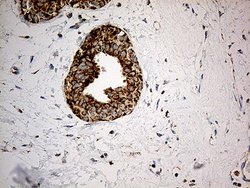 Invitrogen ACAD9 Monoclonal Antibody (OTI1D4) 100 &mu;L; Unconjugated:Antibodies,