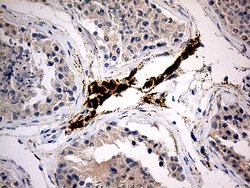 Invitrogen MGARP Monoclonal Antibody (OTI5B6) 100 &mu;L; Unconjugated:Antibodies,