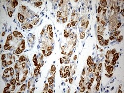 Invitrogen ATP5I Monoclonal Antibody (OTI1G4) 100 &mu;L; Unconjugated:Antibodies,