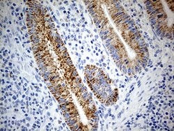 Invitrogen ATP5I Monoclonal Antibody (OTI1G4) 100 &mu;L; Unconjugated:Antibodies,