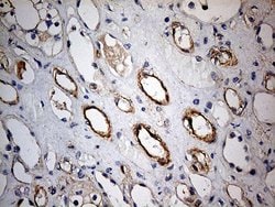 Invitrogen KIF6 Monoclonal Antibody (OTI5G2) 100 &mu;L; Unconjugated:Antibodies,