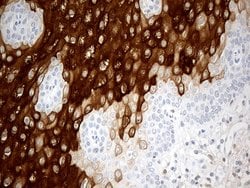 Invitrogen CRNN Monoclonal Antibody (OTI4B8) 100 &mu;L; Unconjugated:Antibodies,