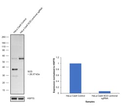 Invitrogen SCD Monoclonal Antibody (CD.E10) 100 &mu;g; Unconjugated:Antibodies,