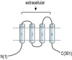 ORAI1 (extracellular) Monoclonal Antibody (3F11/D10/B9), Invitrogen 100 &mu;g | Buy Online | Thermo Scientific | Fisher Scientific