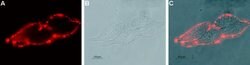 KCNN4 (extracellular) Monoclonal Antibody (6C1), Invitrogen 100 &mu;g;