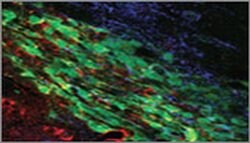 KCNN4 (extracellular) Monoclonal Antibody (6C1), Invitrogen 100 &mu;g;