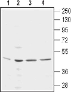 KCNN4 (extracellular) Monoclonal Antibody (6C1), Invitrogen 100 &mu;g;