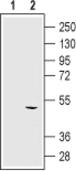 KCNN4 (extracellular) Monoclonal Antibody (6C1), Invitrogen 100 &mu;g;