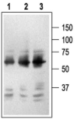 NGFR (extracellular) Monoclonal Antibody (192-IgG), Invitrogen 100 &mu;g;