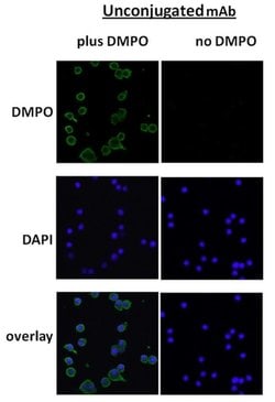 Invitrogen DMPO Monoclonal Antibody (N1664A) 100 &mu;g; Unconjugated:Antibodies,