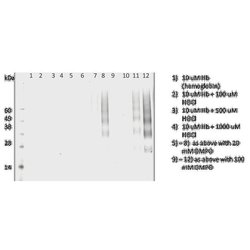 Invitrogen DMPO Monoclonal Antibody (N1664A) 100 &mu;g; Unconjugated:Antibodies,
