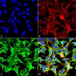 Invitrogen Sulfotyrosine Monoclonal Antibody (7C5) 100 &mu;g | Buy Online | Invitrogen&trade; | Fisher Scientific