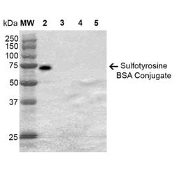 Invitrogen Sulfotyrosine Monoclonal Antibody (7C5) 100 &mu;g | Buy Online | Invitrogen&trade; | Fisher Scientific