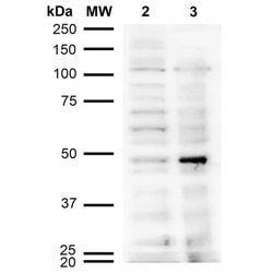 Invitrogen Acrolein Monoclonal Antibody (10A10) 100 &mu;g; Unconjugated:Antibodies,