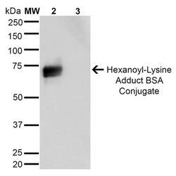 Invitrogen Hexanoyl-Lysine adduct Monoclonal Antibody (5E8) 100 &mu;g;