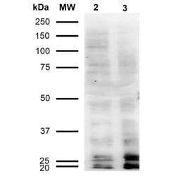 Invitrogen Malondialdehyde Monoclonal Antibody (11E3) 100 &mu;g | Buy Online | Invitrogen&trade; | Fisher Scientific
