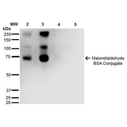 Invitrogen Malondialdehyde Monoclonal Antibody (11E3) 100 &mu;g | Buy Online | Invitrogen&trade; | Fisher Scientific