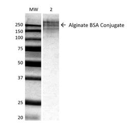 Invitrogen Alginate Monoclonal Antibody (3G4-1F5) 100 &mu;g | Buy Online | Invitrogen&trade; | Fisher Scientific