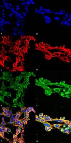 Invitrogen 7-Ketocholesterol Monoclonal Antibody (7E1) 100 &mu;g; Unconjugated:Antibodies,