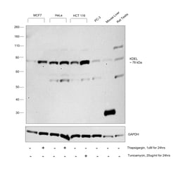 Invitrogen KDEL Monoclonal Antibody (2C1) 100 &mu;g; Unconjugated:Antibodies,