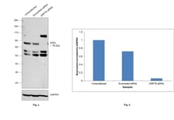 Invitrogen KDEL Monoclonal Antibody (2C1) 100 &mu;g; Unconjugated:Antibodies,