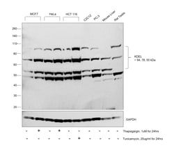 Invitrogen KDEL Monoclonal Antibody (2D6) 100 &mu;g; Unconjugated:Antibodies,